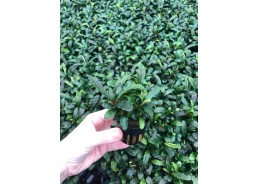 Bucephelandra sintang - Pot...