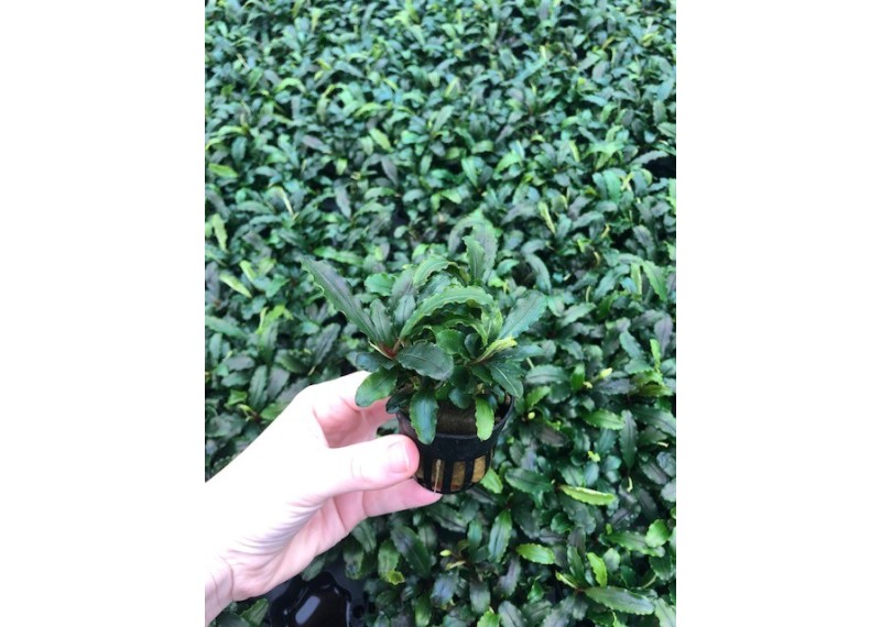 Bucephelandra sintang - Pot de 5cm