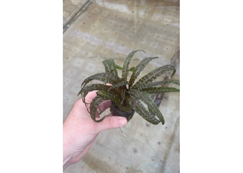 Cryptocoryne balansae - Pot de 5cm