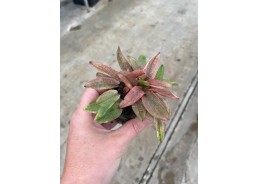 Cryptocoryne flamingo - Pot...