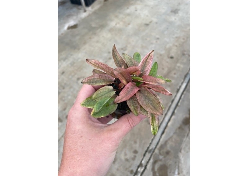 Cryptocoryne flamingo - Pot de 5cm
