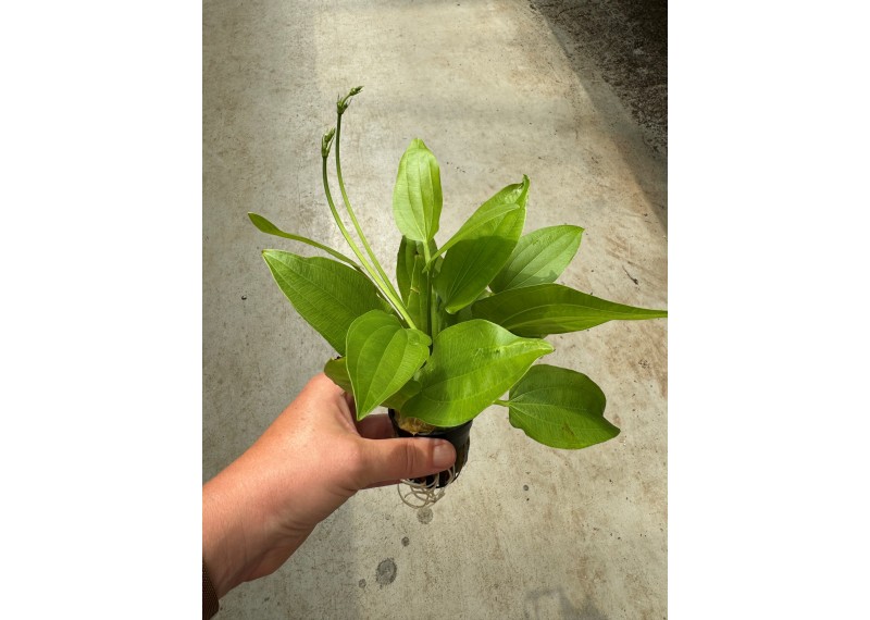 Echinodorus cordofolius - Pot de 5 cm