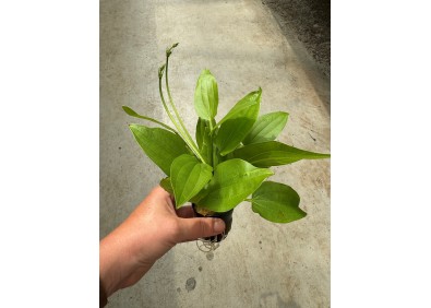 Echinodorus cordofolius - Pot de 5 cm