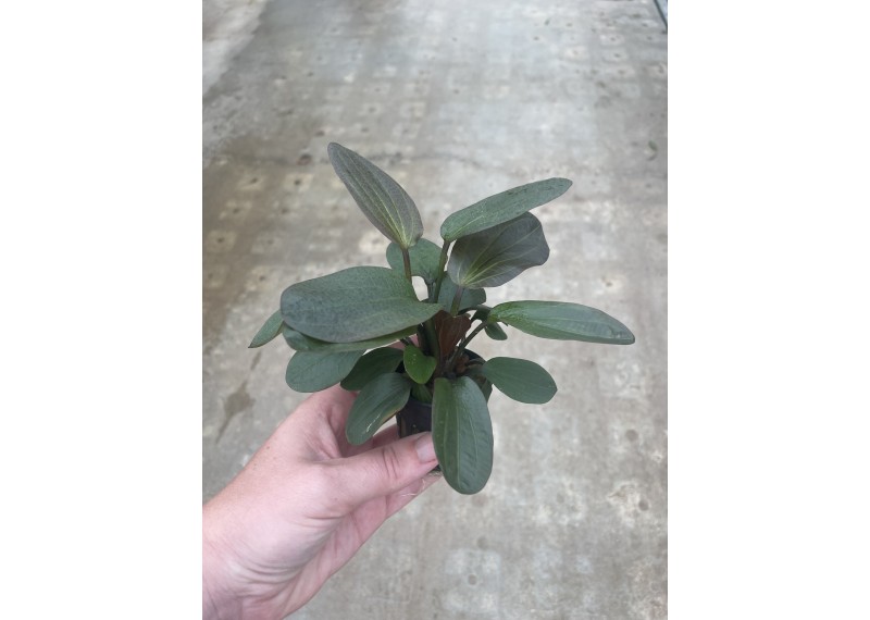 Echinodorus hadi red pearl - Pot de 5cm