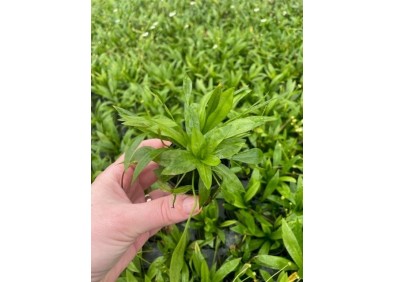 Echinodorus magdalenensis - Pot de 5cm