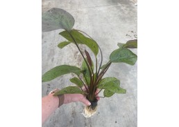 Echinodorus ozelot rood -...