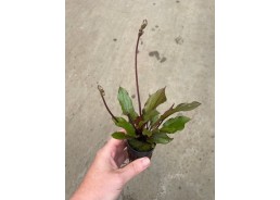 Echinodorus red devil - Pot...
