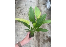 Echinodorus tricolor - Pot...