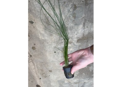 Eleocharis montevidensis - Pot de 5cm