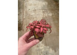 Fittonia forrest flame -...