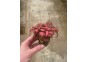 Fittonia forrest flame - Pot de 5cm (terrarium)