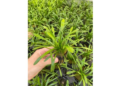 Sagittaria subulata (thin) - Pot de 5cm