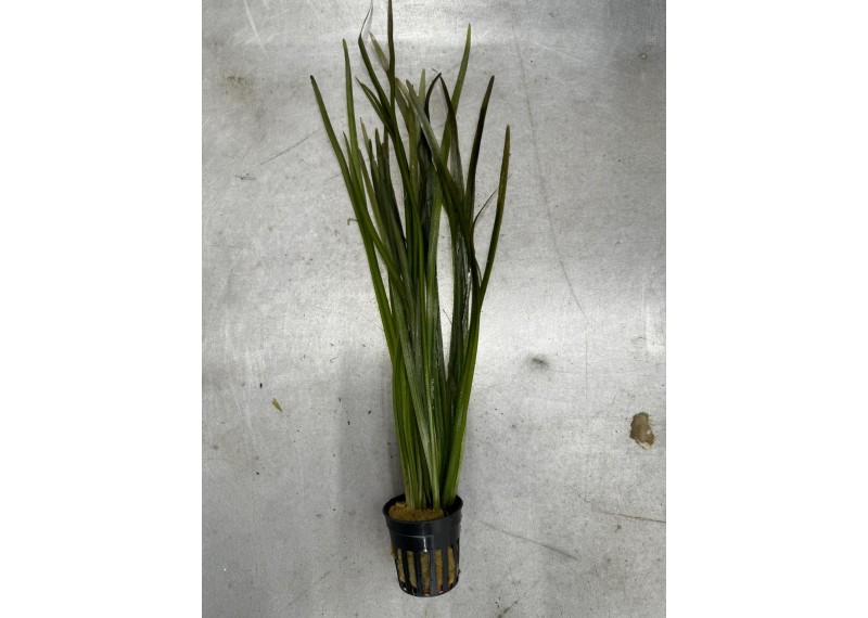 Vallisneria spiralis rood - Pot de 5cm