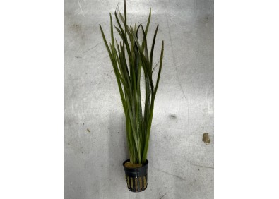 Vallisneria spiralis rood - Pot de 5cm