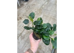 Anubias golden coin - Pot...