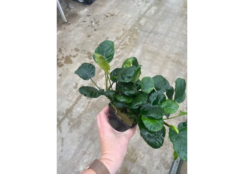 Anubias golden coin - Pot XL 9cm
