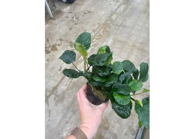 Anubias golden coin - Pot XL 9cm