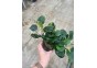 Anubias golden coin - Pot XL 9cm