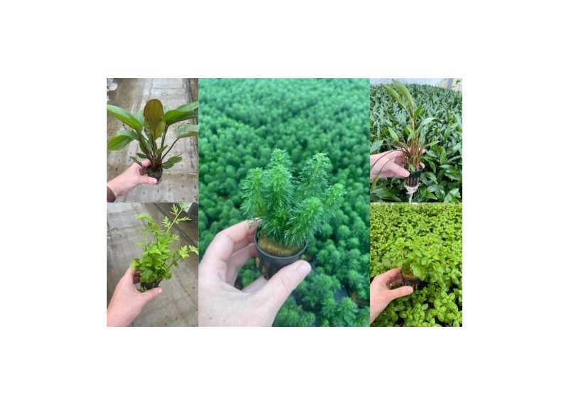 Assortiment Pots 5 cm (9x6)