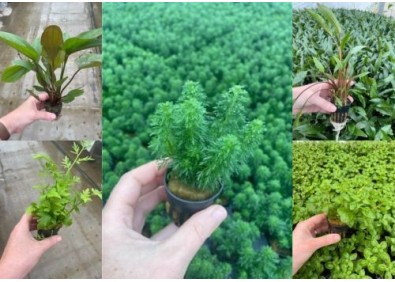 Assortiment Pots 5 cm (9x6)