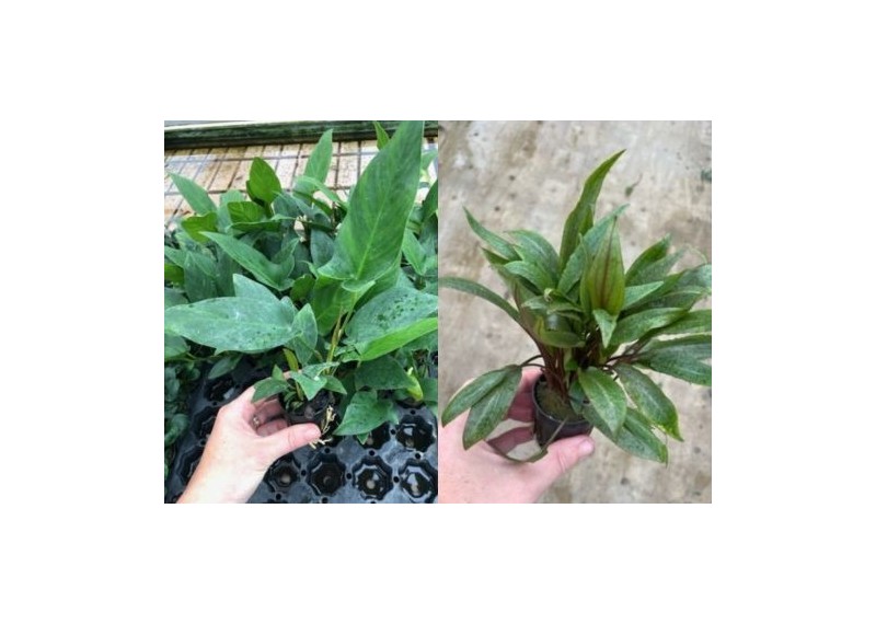 Assortiment Pots 5 cm - luxe (9x6) avec crypto et anubias