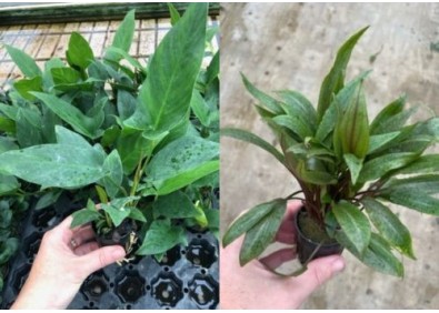 Assortiment Pots 5 cm - luxe (9x6) avec crypto et anubias