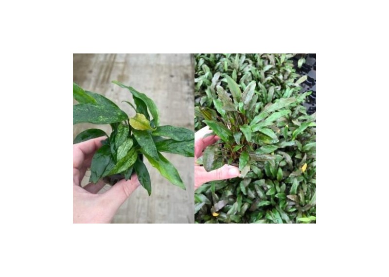 Assortiment Pots 5 cm - luxe (18x6) avec crypto et anubias