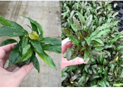 Assortiment Pots 5 cm - luxe (18x6) avec crypto et anubias