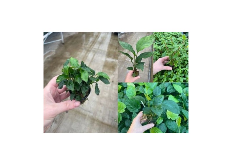 Assortiment Anubias mix pot (9x6)