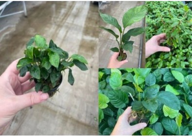 Assortiment Anubias mix pot (9x6)