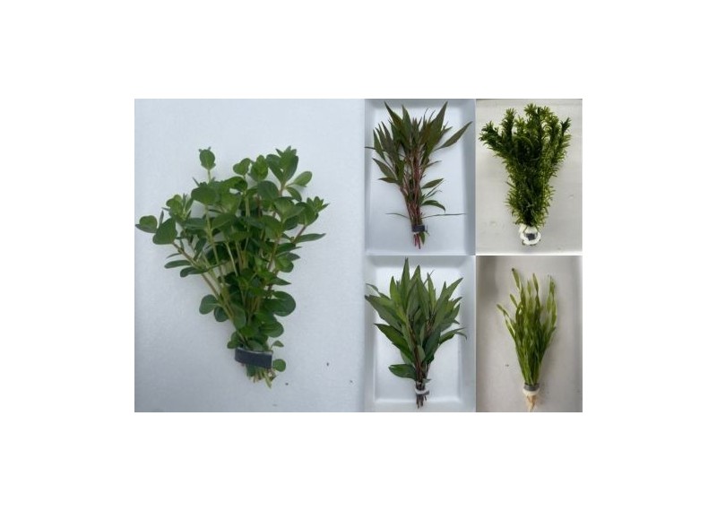 Assortiment 100 bouquets assortis (10x10)