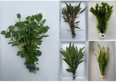 Assortiment 100 bouquets assortis (10x10)