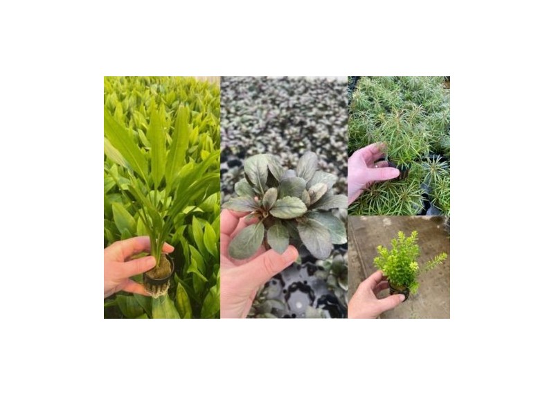 Lot 20 plantes 1 : avec lobelia-echinodorus-rotala-eustralis