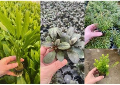 Lot 20 plantes 1 : avec lobelia-echinodorus-rotala-eustralis