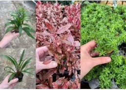 Lot 20 pots 5cm 2 : avec...