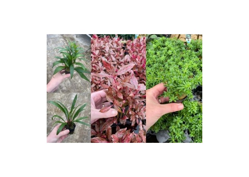 Lot 20 pots 5cm 2 : avec limnophila-crypto-hygrophila-alternanthera