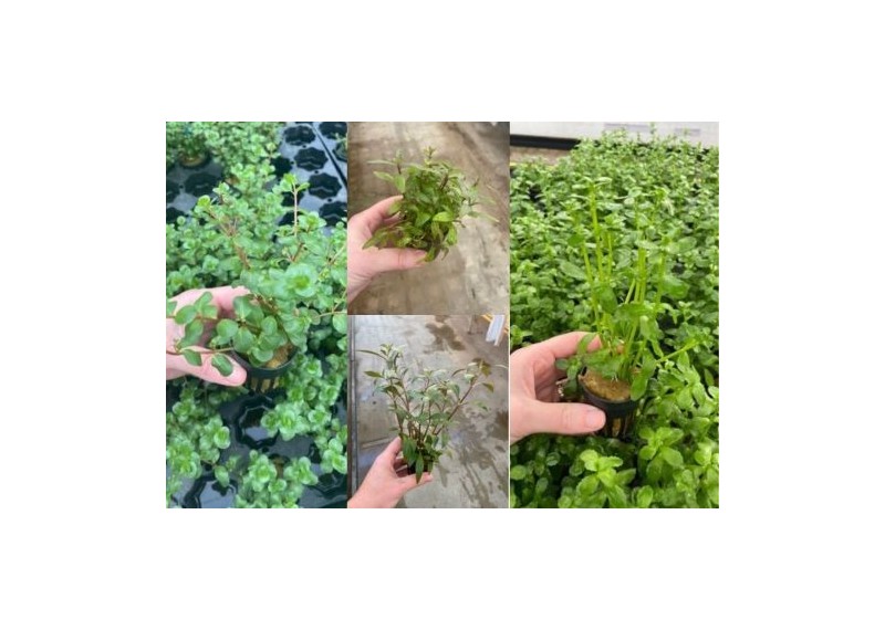 Lot 20 pots 5cm 4 : avec rotala-hygrophila-bacopa-alternanthera