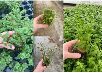 Lot 20 pots 5cm 4 : avec rotala-hygrophila-bacopa-alternanthera