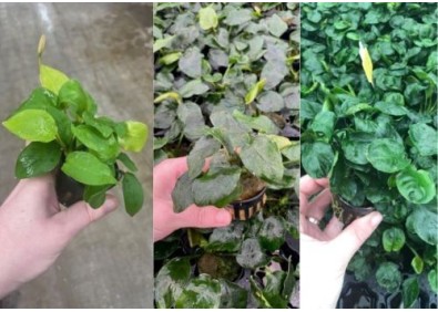 Lot 20 pots 5cm 6 : avec anubias