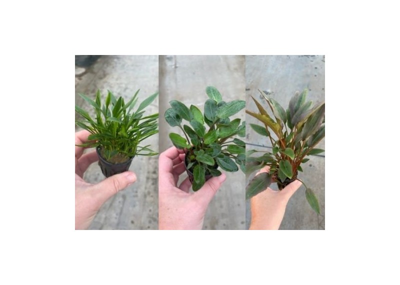 Lot 20 pots 5cm 7 : avec cryptocoryne
