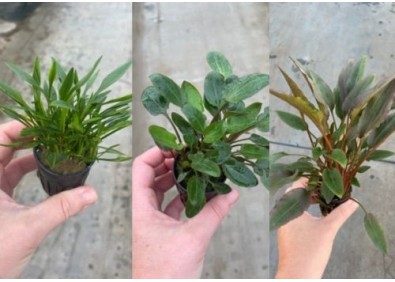 Lot 20 pots 5cm 7 : avec cryptocoryne