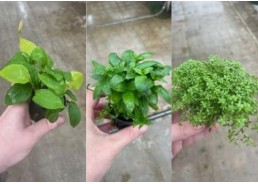 Assortiment 4x5 pots 5cm...