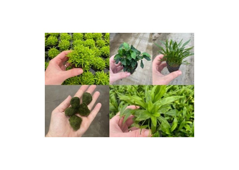 Lot 20 pots 5cm 12 nano : avec pogostemon-echino-anubias-crypto-chlado