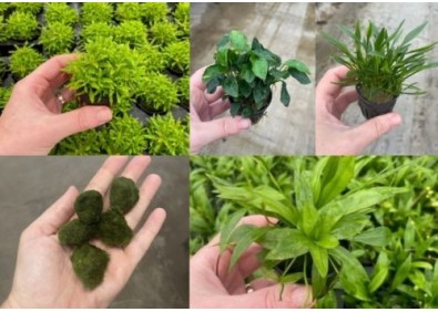 Lot 20 pots 5cm 12 nano : avec pogostemon-echino-anubias-crypto-chlado