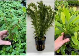 Assortiment Pot 5 cm (18x6)