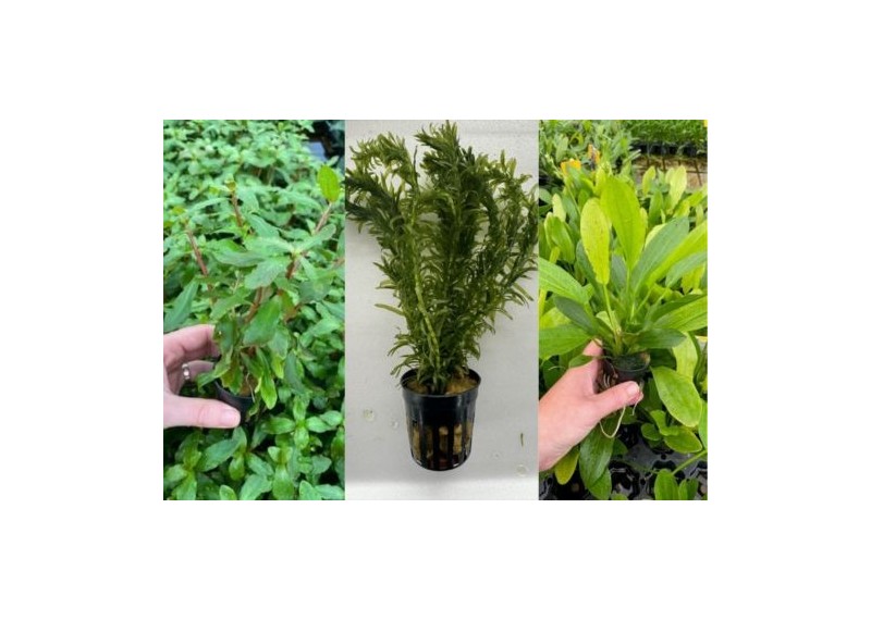 Assortiment Pot 5 cm (18x6)