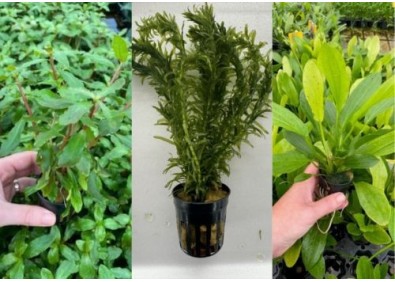 Assortiment Pot 5 cm (18x6)