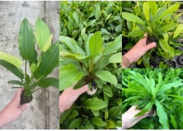 Assortiment Echinodorus mix...