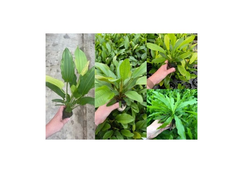 Assortiment Echinodorus mix pot 5cm (9x6)