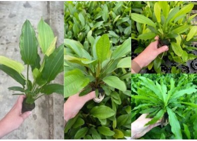 Assortiment Echinodorus mix pot 5cm (9x6)